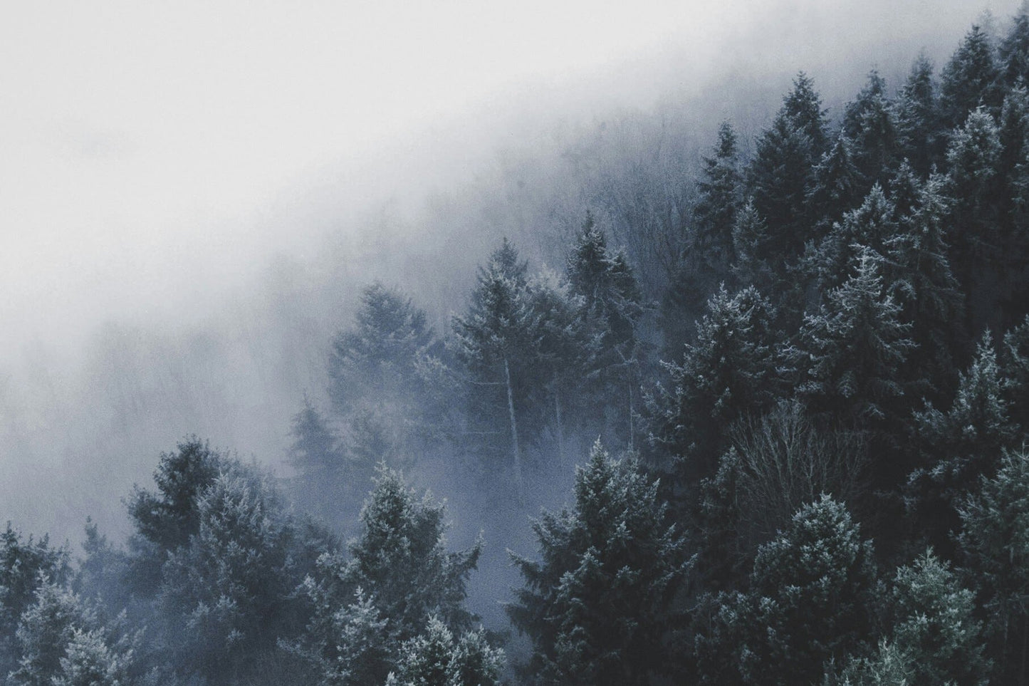 Norse Winter Beard Oil + Free Comb