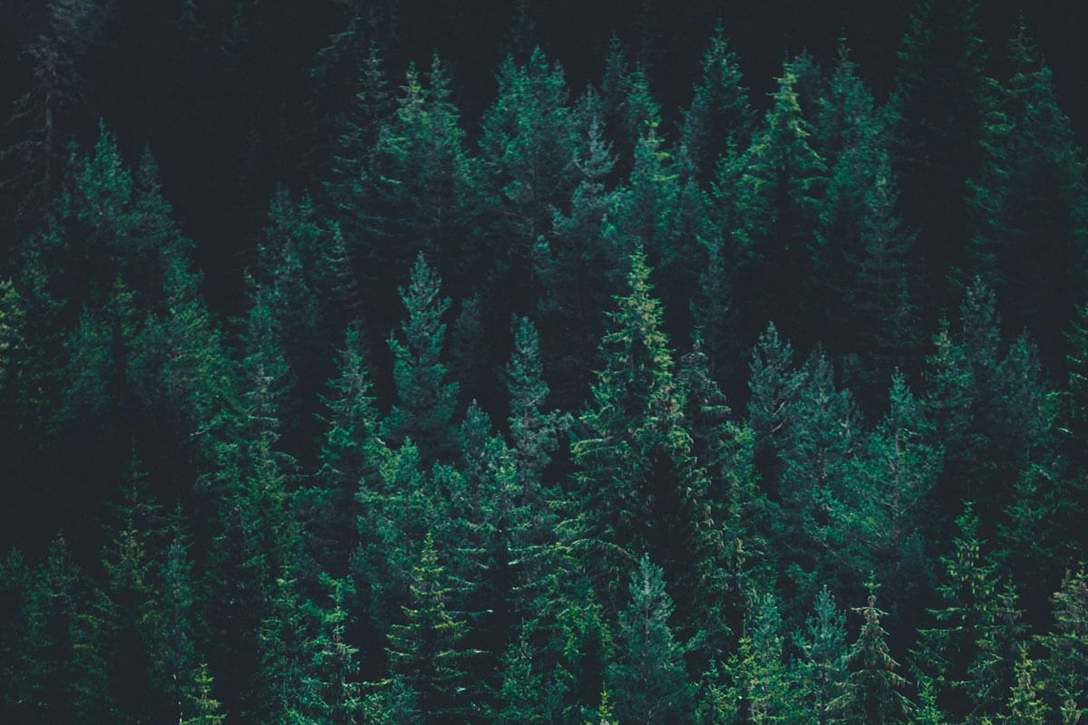 Tree Ranger Beard Oil + Free Comb